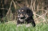 DOGUE DU TIBET 476